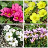 Oxalis Flower Bulbs Seeds, Mixed
