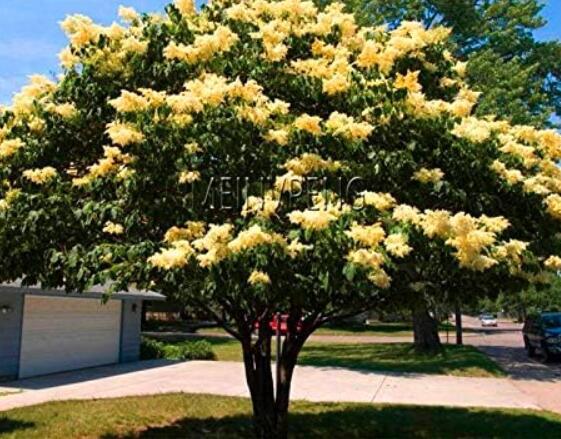 Yellow Lilac Flower Seeds