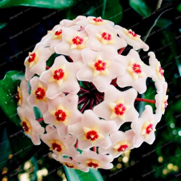 Hoya Seeds, Ball Type Light Pinkish White with Red Centre