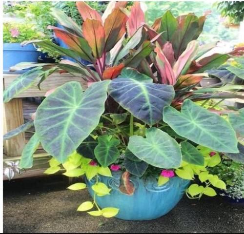 Caladium Selling Perennial Flowers for The Garden and Home Beautify in Balcony Seeds