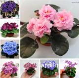 African Violet Seeds, Mixed