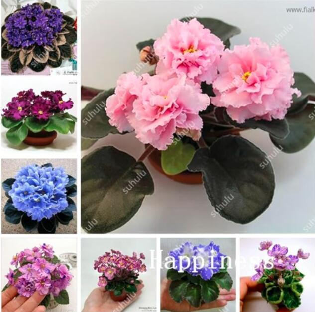 African Violet Seeds, Mixed
