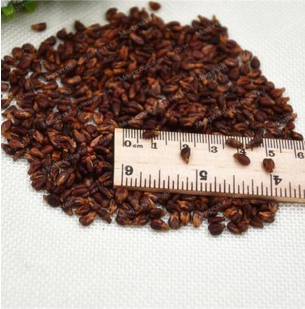 Rare Black Grape Seed Dwarf Seed Fruit Heirloom Organic Fruit