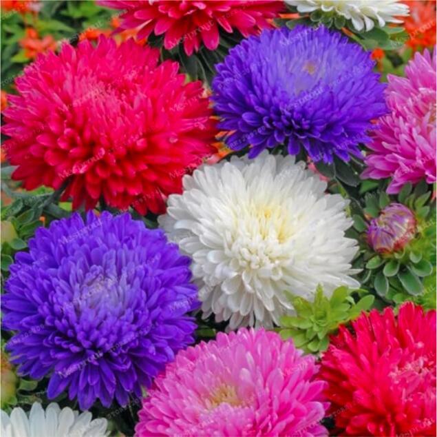 Mixed Aster Seeds