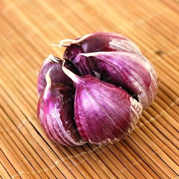 Multi-petals Garlic Seeds Organic Red Bulb Seeds