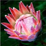Rare Protea Cynaroides Seeds, Pink Flowers