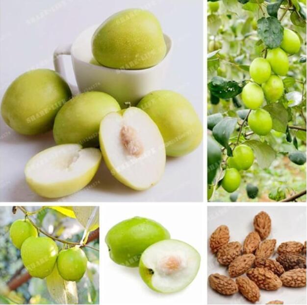 Jujube Seeds, 10 Seeds
