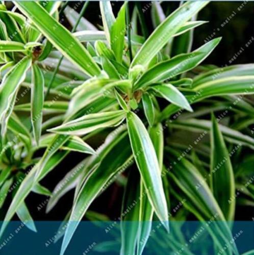 Chlorophytum Comosum Greenery home and garden decoration plant easy to grow