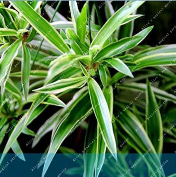 Chlorophytum Comosum Greenery home and garden decoration plant easy to grow