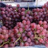 Heirloom Grape Seeds, Pack of 50 Seeds