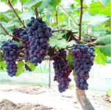 Heirloom Grape Seeds, Pack of 50 Seeds