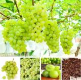 Heirloom Grape Seeds, Pack of 50 Seeds