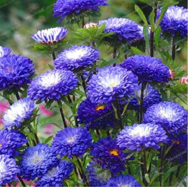 Chrysanthemum Aster Seeds, Blue Flowers with White Centre
