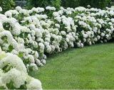 White Hydrangea Flower Seeds