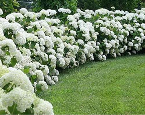 White Hydrangea Flower Seeds