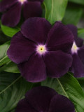 'Blackberry' Vinca Rosea | Elegant Black Rose Periwinkle for Your Garden