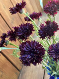 Black Bachelor's Button Seeds - Unique Dark Cornflower Seeds for Stunning Garden Blooms