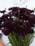 Black Bachelor's Button Seeds - Unique Dark Cornflower Seeds for Stunning Garden Blooms