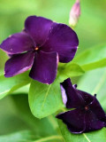 'Blackberry' Vinca Rosea | Elegant Black Rose Periwinkle for Your Garden