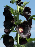 Black Hollyhock Seeds | Elegant Perennial Blooms for Your Garden