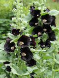 Black Hollyhock Seeds | Elegant Perennial Blooms for Your Garden