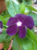 'Blackberry' Vinca Rosea | Elegant Black Rose Periwinkle for Your Garden