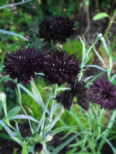Black Bachelor's Button Seeds - Unique Dark Cornflower Seeds for Stunning Garden Blooms