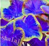 Thailand Caladiums Seeds, Blue Leaves with Golden Edge