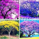 Jacaranda Mimosifolia Tree Seeds, Mixed
