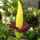 Garden Corpse Flower Plant Seeds