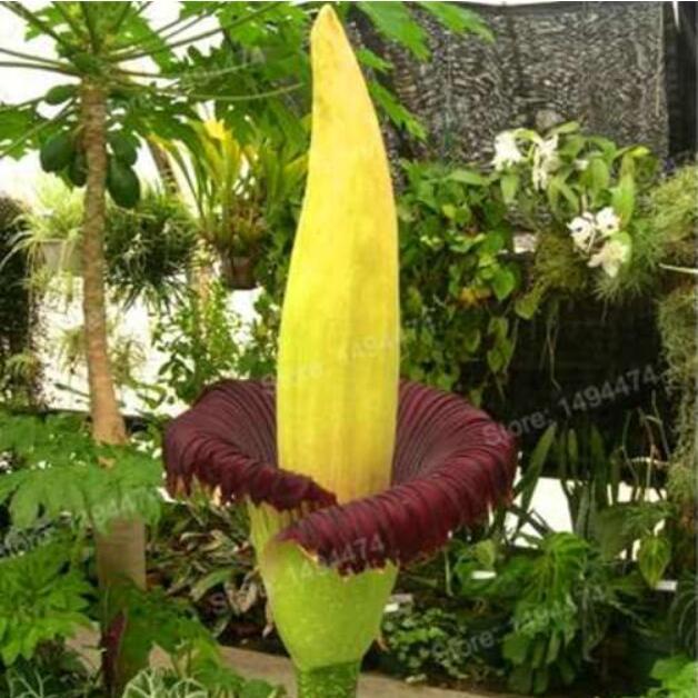 Garden Corpse Flower Plant Seeds