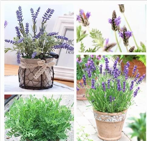 French Lavender Seeds, Purple Flowers