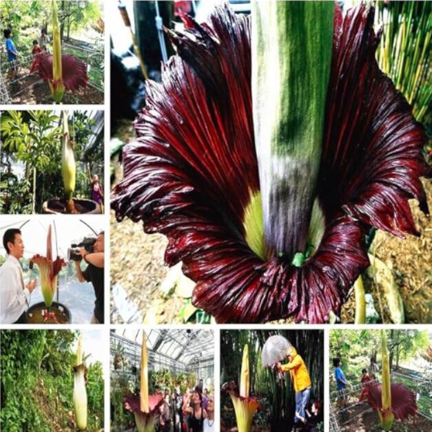Beautiful Corpse Flower of Indonesia, Mixed
