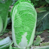 'Shi Bajin' Chinese Cabbage Seeds - Ideal for Summer and Fall Vegetables | High-Yield Quality Cabbage Seeds