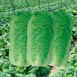 'Shi Bajin' Chinese Cabbage Seeds - Ideal for Summer and Fall Vegetables | High-Yield Quality Cabbage Seeds