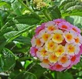 Multi Color Lantana Camara Plant Rare Perennial Gorgeous Flower Seeds
