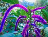 Acalypha Hispida Chenille Plant Red-Hot Cattail Seeds, Purplish Red