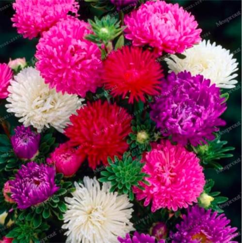 Aster Seeds, Mixed