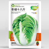 'Dongchu 18 Jin' Autumn Chinese Cabbage Seeds, Winter Storage Sauerkraut Cabbage, Hearted Cabbage