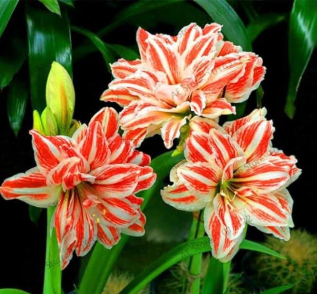 True Amaryllis Bulb, White-red Flowers