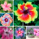 HIBISCUS ROSA-SINENSIS Flower Seed, Mixed
