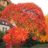 Rhus Typhina Bonsa Torch Tree Seeds, Red