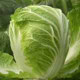 'Dongchu 18 Jin' Autumn Chinese Cabbage Seeds, Winter Storage Sauerkraut Cabbage, Hearted Cabbage