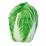 'Dongchu 18 Jin' Autumn Chinese Cabbage Seeds, Winter Storage Sauerkraut Cabbage, Hearted Cabbage
