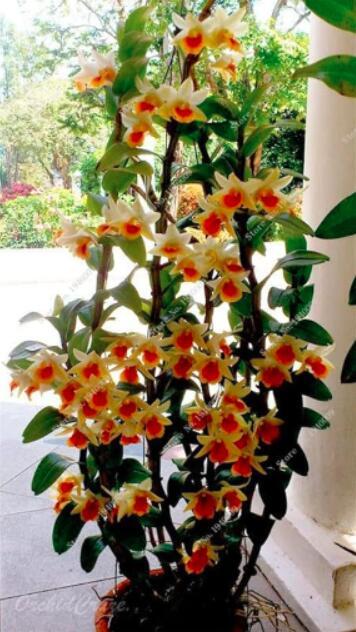 Multi Color Dendrobium Orchids Seeds, Yellow Red Colors