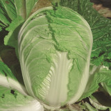 Premium Winter Cabbage Seeds - 85-Day Growth, Disease-Resistant, Short Cylindrical Leaf Balls, Ideal for Hotpot & Storage