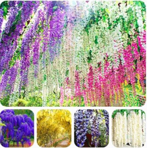 Rare Wisteria Seed Mixed