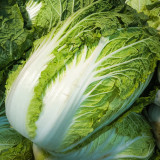 Premium Winter Cabbage Seeds - 85-Day Growth, Disease-Resistant, Short Cylindrical Leaf Balls, Ideal for Hotpot & Storage