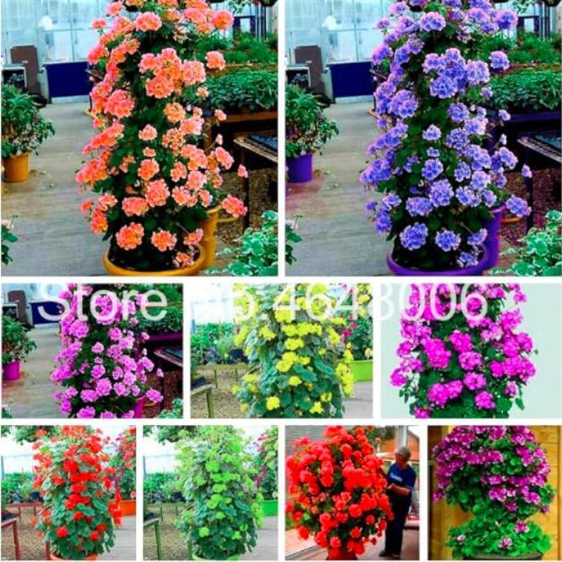 Geranium Seeds, Mixed, Easy to Grow