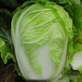 Premium Winter Cabbage Seeds - 85-Day Growth, Disease-Resistant, Short Cylindrical Leaf Balls, Ideal for Hotpot & Storage